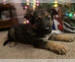 Small Photo #2 German Shepherd Dog Puppy For Sale in FAIRMOUNT, IN, USA