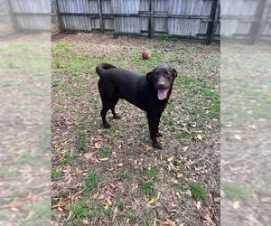 Chocolate Labrador retriever-Unknown Mix Dogs for adoption in Wakefield, RI, USA