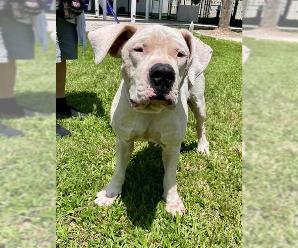 Medium Photo #1 American Bulldog-Unknown Mix Puppy For Sale in Naples, FL, USA