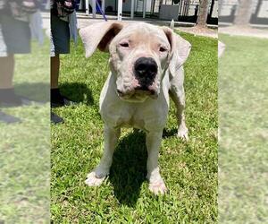 American Bulldog-Unknown Mix Dogs for adoption in Naples, FL, USA