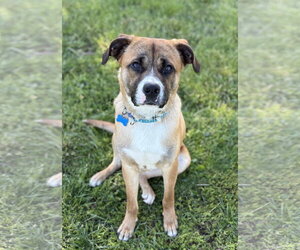 Mutt Dogs for adoption in Spring Lake, NJ, USA