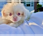 Puppy Pink Female 1 Pekingese