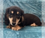 Small #2 Dachshund