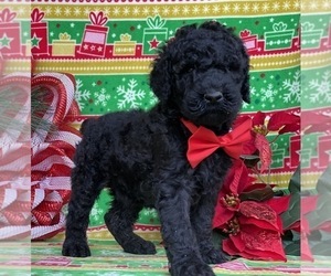 Poodle (Standard) Puppy for sale in LANCASTER, PA, USA