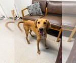 Doe - Female Mutt Dog for Adoption - Small photo