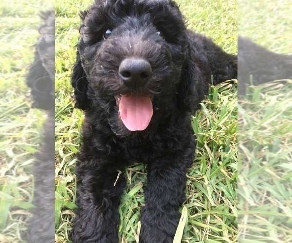 Medium Photo #3 Labradoodle Puppy For Sale in WATERLOO, SC, USA