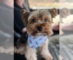 Small Photo #1 Yorkshire Terrier Puppy For Sale in ATLANTA, GA, USA