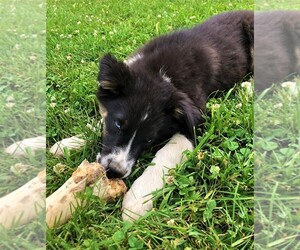 Australian Shepherd Puppy for sale in STRATFORD, WI, USA