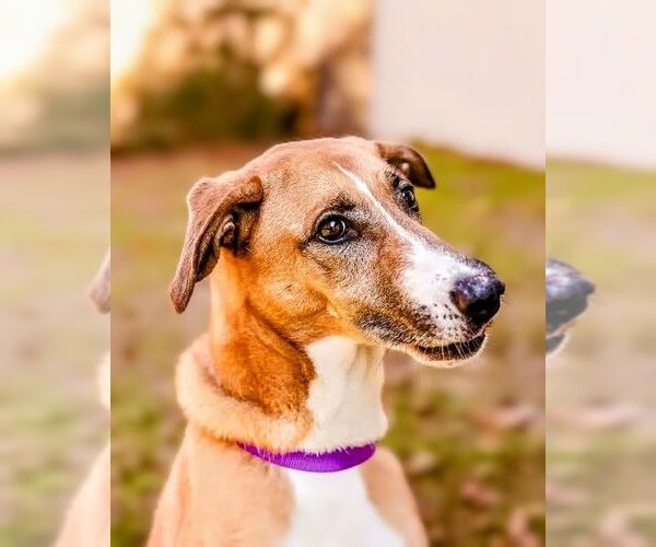 Medium Photo #3 Mutt Puppy For Sale in columbia, SC, USA