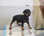 Image preview for Ad Listing. Nickname: Zeus