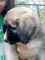 Anatolian Shepherd Puppy for sale in LEXINGTON, SC, USA