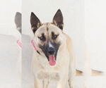 Small #2 German Shepherd Dog