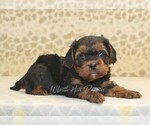 Small #1 Cavapoo