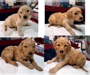 Goldendoodle Puppy for Sale in PELHAM, New Hampshire USA