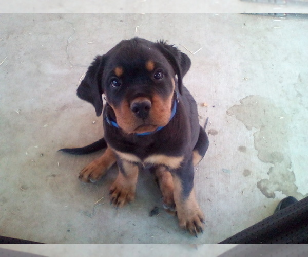 Medium Photo #1 Rottweiler Puppy For Sale in APPLE VALLEY, CA, USA