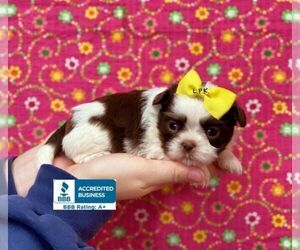 Shih Tzu Puppy for sale in WINNSBORO, LA, USA