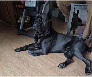 Father of the Cane Corso puppies born on 07/30/2026
