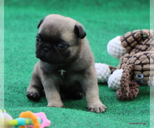 Pug Puppy for Sale in WINNSBORO, Texas USA