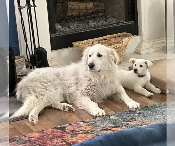 Medium Photo #4 Great Pyrenees Puppy For Sale in Dallas, TX, USA
