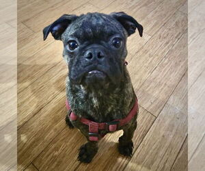Pug Dogs for adoption in Dumont, NJ, USA