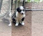 Small #3 Border-Aussie