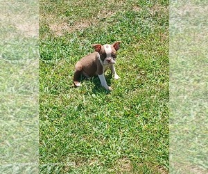 Boston Terrier Puppy for sale in WALHONDING, OH, USA