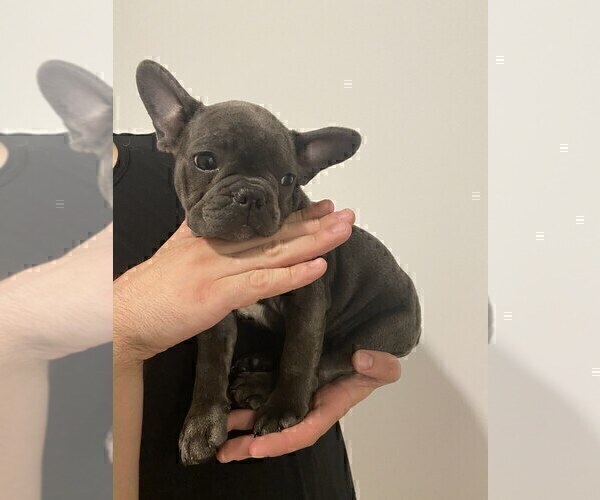 Medium Photo #2 French Bulldog Puppy For Sale in YONKERS, NY, USA