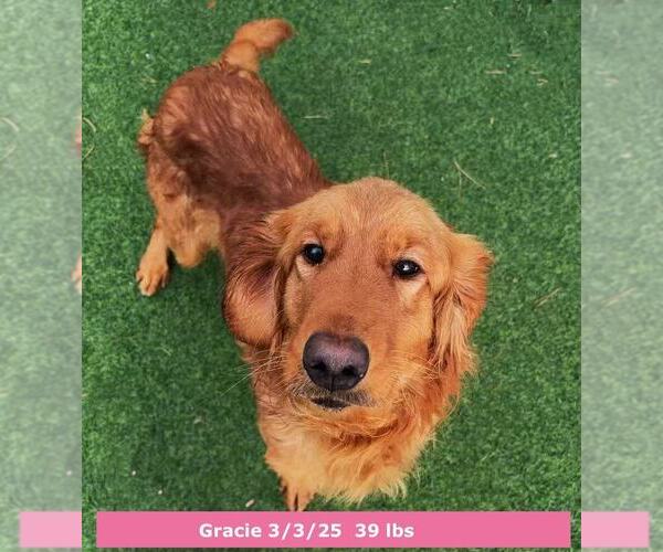 Medium Photo #3 Golden Retriever Puppy For Sale in West Hollywood, CA, USA