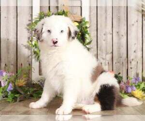 Aussie-Poo Puppy for sale in MOUNT VERNON, OH, USA