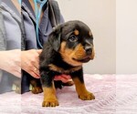 Small Photo #11 Rottweiler Puppy For Sale in ESTILL SPRINGS, TN, USA