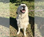 Small Photo #14 Great Pyrenees Puppy For Sale in Spring, TX, USA