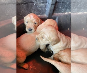 Golden Retriever Puppy for sale in LIBERTY, NC, USA