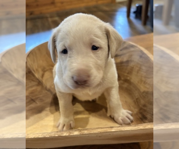 Medium Photo #47 Labrador Retriever Puppy For Sale in LEASBURG, MO, USA