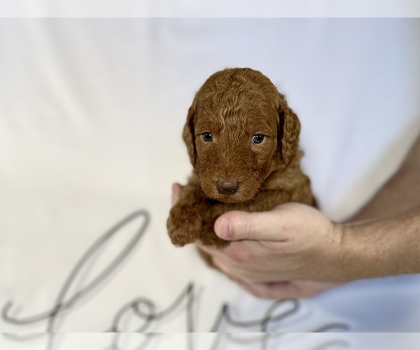 Medium Photo #4 Goldendoodle Puppy For Sale in ABILENE, TX, USA