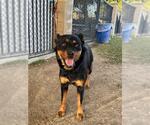 Small Rottweiler Mix