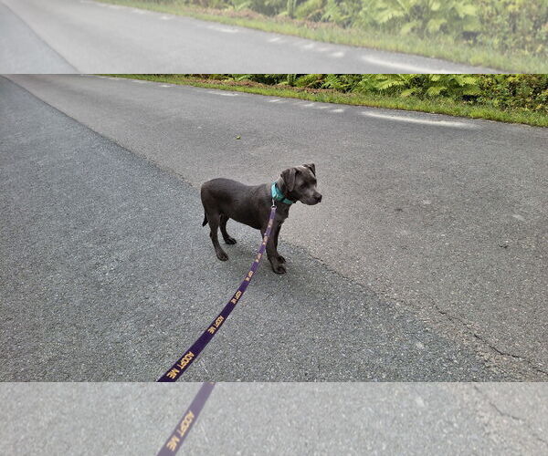 Medium Photo #25 American Pit Bull Terrier-Unknown Mix Puppy For Sale in Sebec, ME, USA