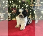Small Photo #11 Poodle (Miniature)-Zuchon Mix Puppy For Sale in BOWLING GREEN, KY, USA