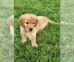 Small #8 Golden Retriever