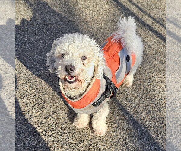 Medium Photo #10 Bichon Frise Puppy For Sale in Bloomingdale, NJ, USA