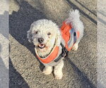 Small #9 Bichon Frise