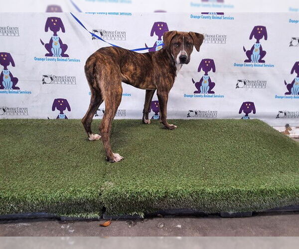 Medium Photo #1 Mutt Puppy For Sale in Orlando, FL, USA