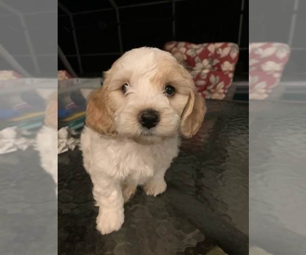 Medium Photo #12 Goldendoodle (Miniature) Puppy For Sale in EDGEWATER, FL, USA