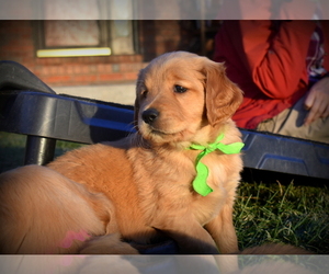 Golden Retriever Puppy for Sale in WICHITA, Kansas USA