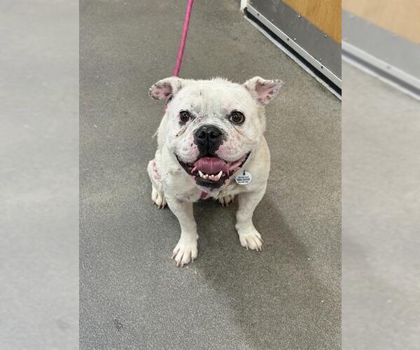 Medium Photo #1 Bulldog Puppy For Sale in Forestville, MD, USA