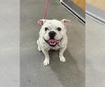 Small Bulldog