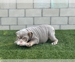 Small #35 English Bulldog