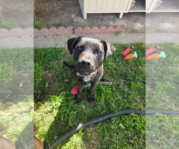 Medium Photo #10 Labrador Retriever-Unknown Mix Puppy For Sale in Dana Point, CA, USA
