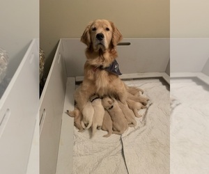 Mother of the Golden Retriever puppies born on 05/30/2022