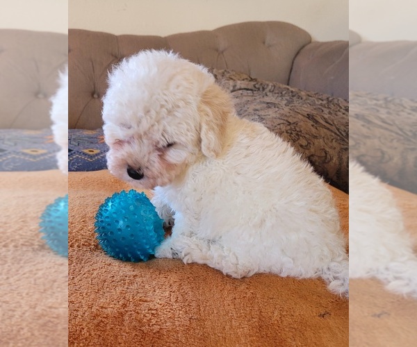 Medium Photo #5 Maltipoo Puppy For Sale in LAKESIDE, CA, USA