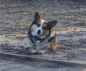 Father of the Pembroke Welsh Corgi puppies born on 03/07/2024